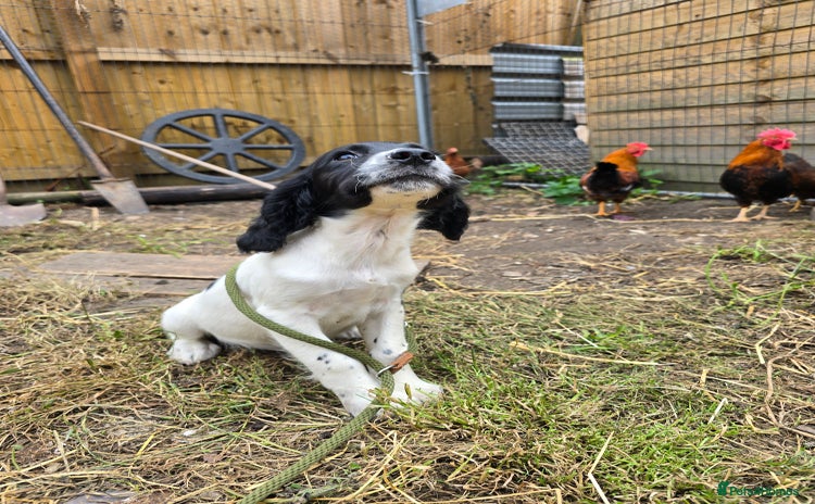 English Springer Spaniel dogs - Advert 3