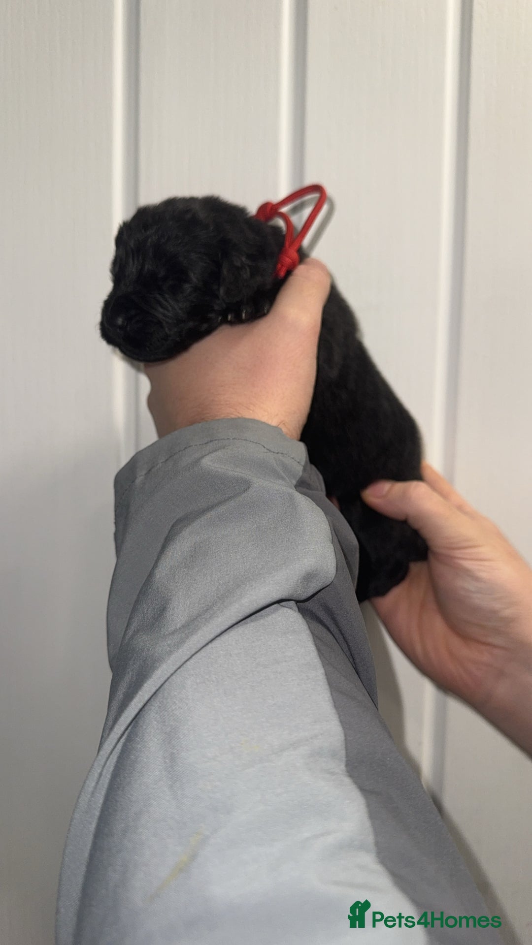 Newfoundland dogs for sale: Stunning Newfoundland Puppies Kc Reg 🐾  - Advert 16