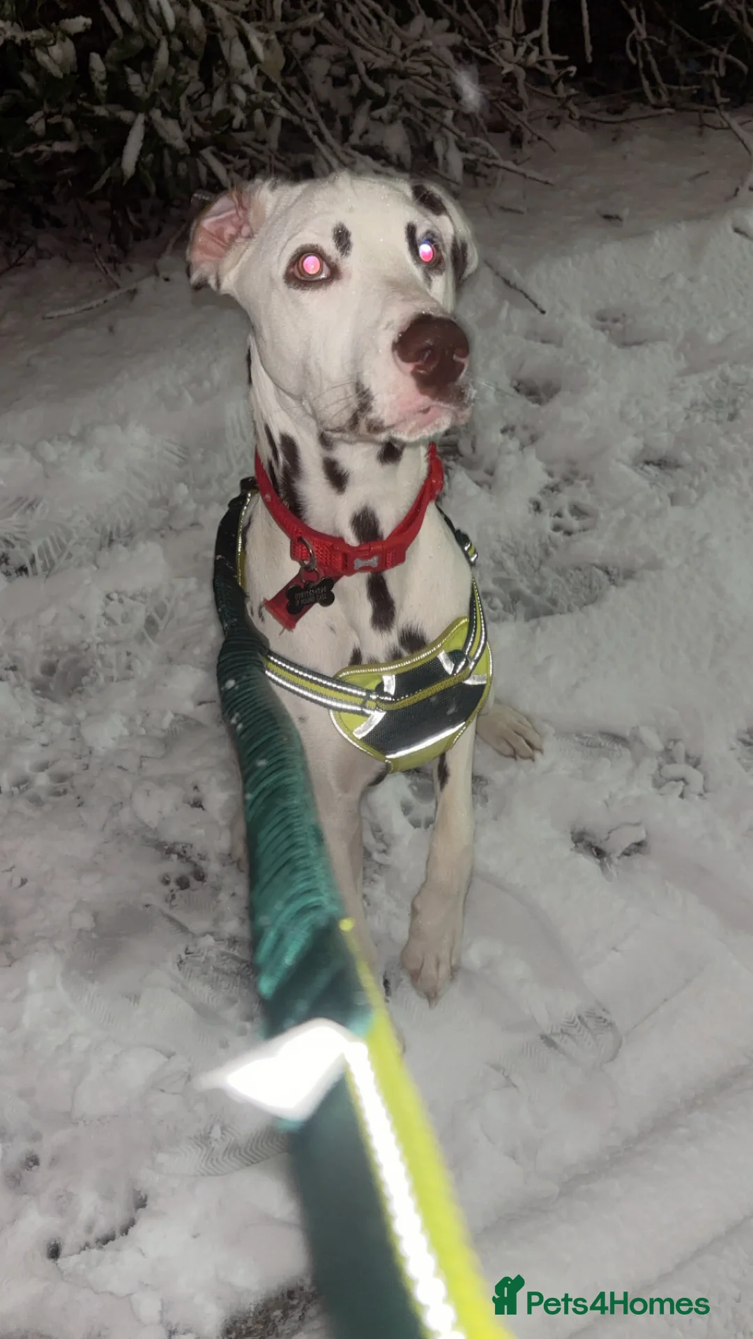 Dalmatian dogs for sale: 8 month old Dalmation  - Advert 5