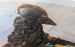 Snails invertebrates for sale: Giant African Land Snail  - Image 3