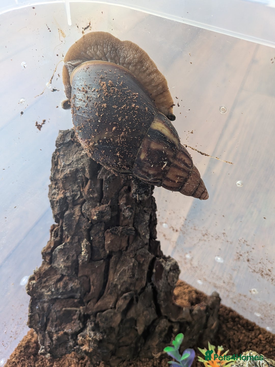 Snails invertebrates for sale: Giant African Land Snail  - Image 3
