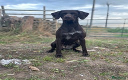 German Shorthaired Pointer dogs for sale: Stunning KC German Shorthaired Pointer Puppies - Image 23