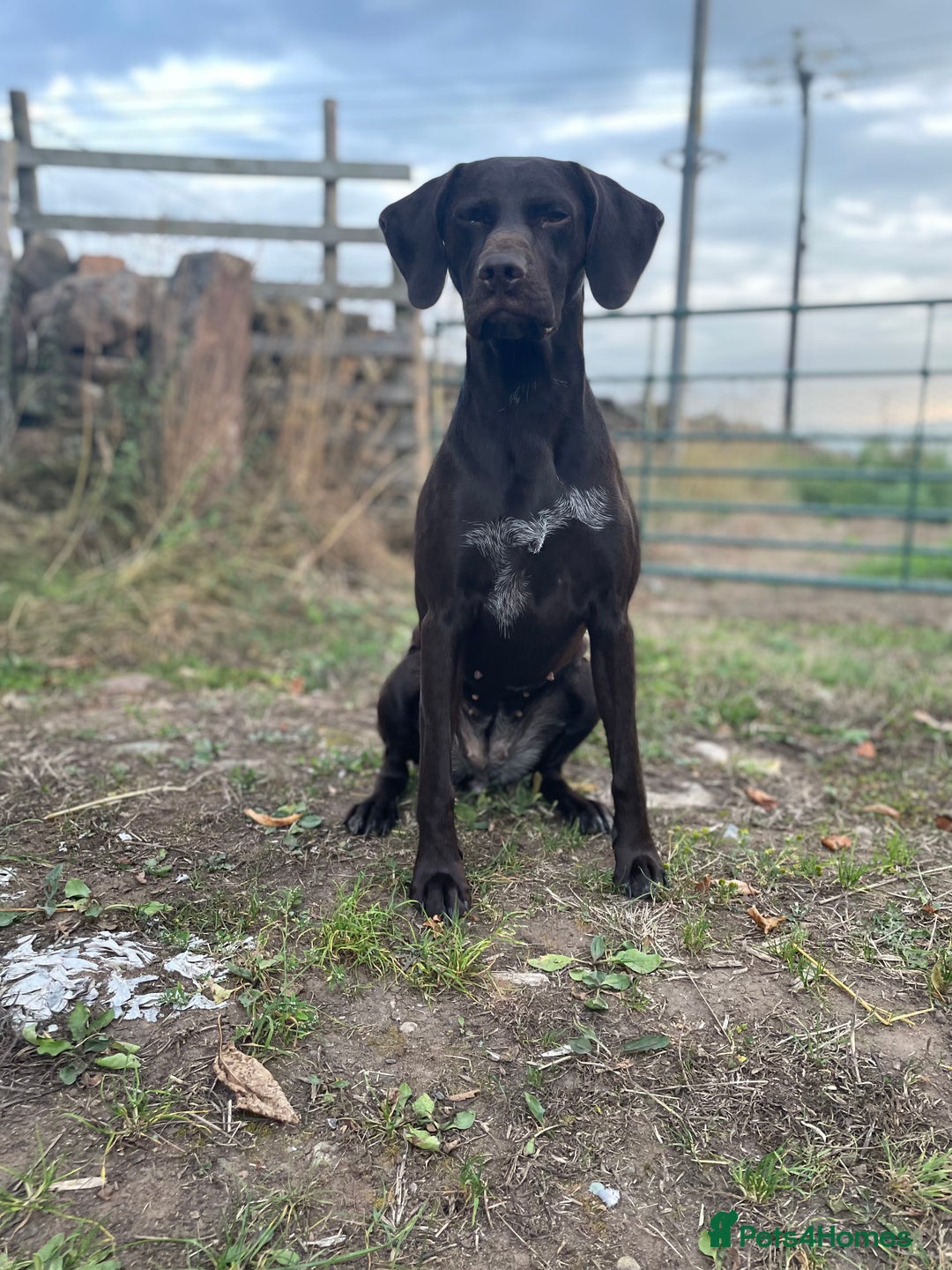 German Shorthaired Pointer dogs for sale: Stunning KC German Shorthaired Pointer Puppies - Image 23