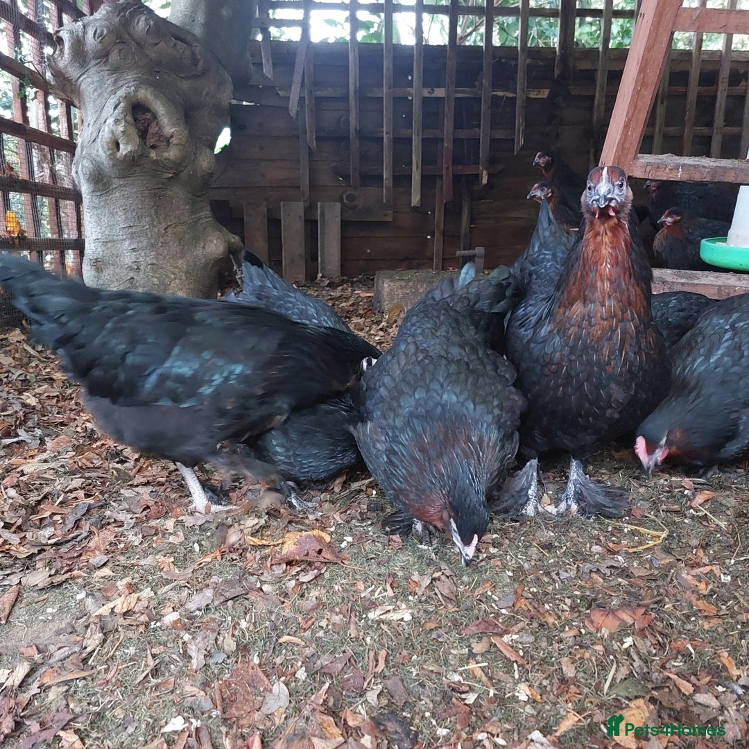 Hens poultry for sale: POL Hybrid French Black Copper Maran Hens  - Advert 8