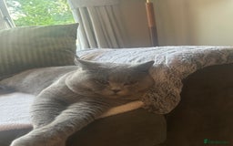 British Shorthair cats for sale: 2 x British Shorthair Cats GCCF BLH - Image 4