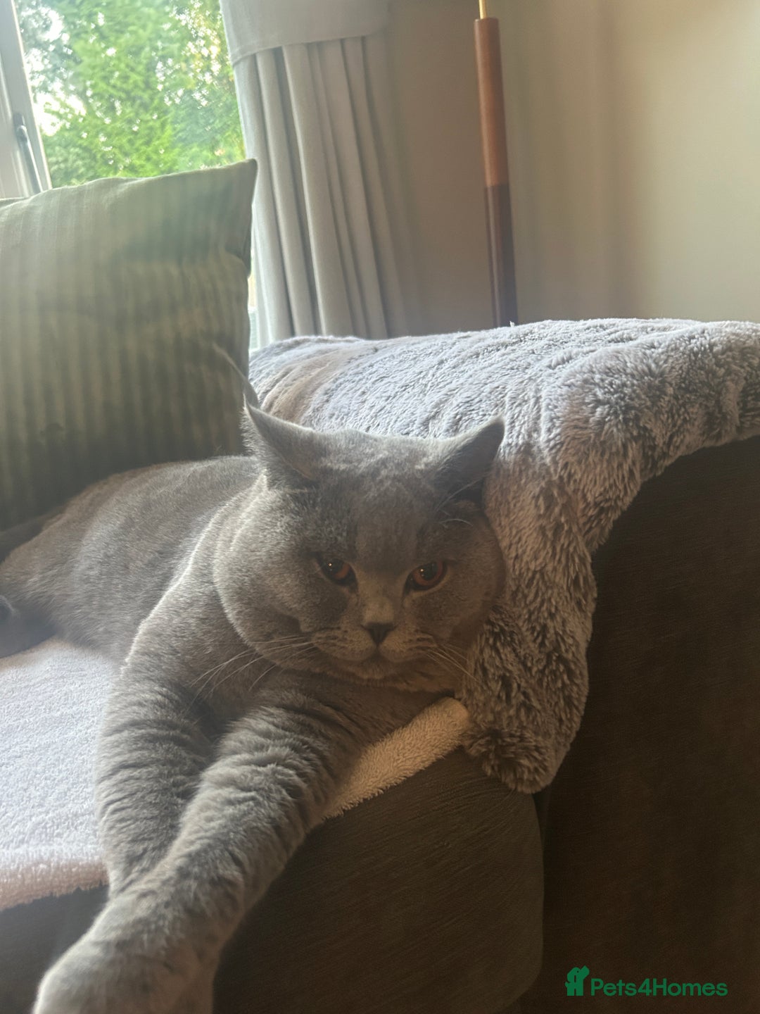 British Shorthair cats for sale: 2 x British Shorthair Cats GCCF BLH - Image 4