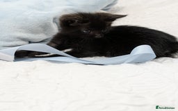Maine Coon cats for sale: Maine Coon X kittens - Image 23