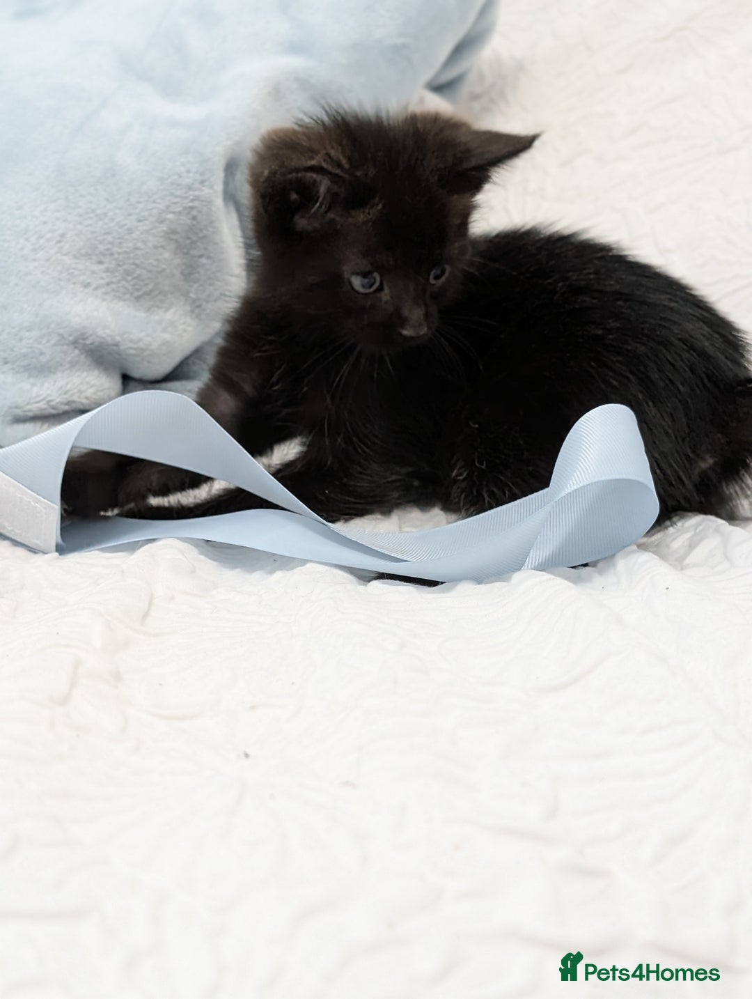 Maine Coon cats for sale: Maine Coon X kittens - Image 23