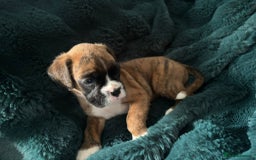 Boxer dogs for sale: KC PEDIGREE BOXER PUPPIES  - Image 10