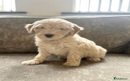 Cockapoo dogs for sale: Outstanding Cockapoos for sale  - Advert 1