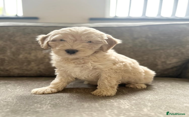 Cockapoo dogs Outstanding Cockapoos for sale  - Advert 1