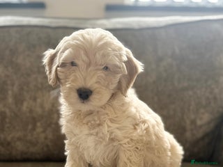 Cockapoo dogs Outstanding Cockapoos for sale - Advert 1