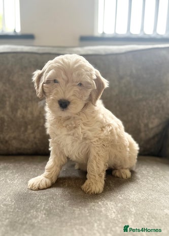 Cockapoo dogs Outstanding Cockapoos for sale - Advert 1