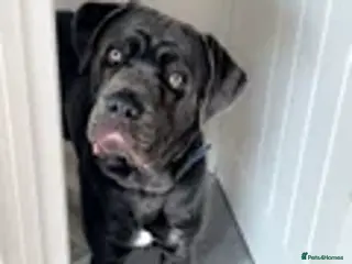 Cane Corso dogs Girl Cane Corso - Advert 18