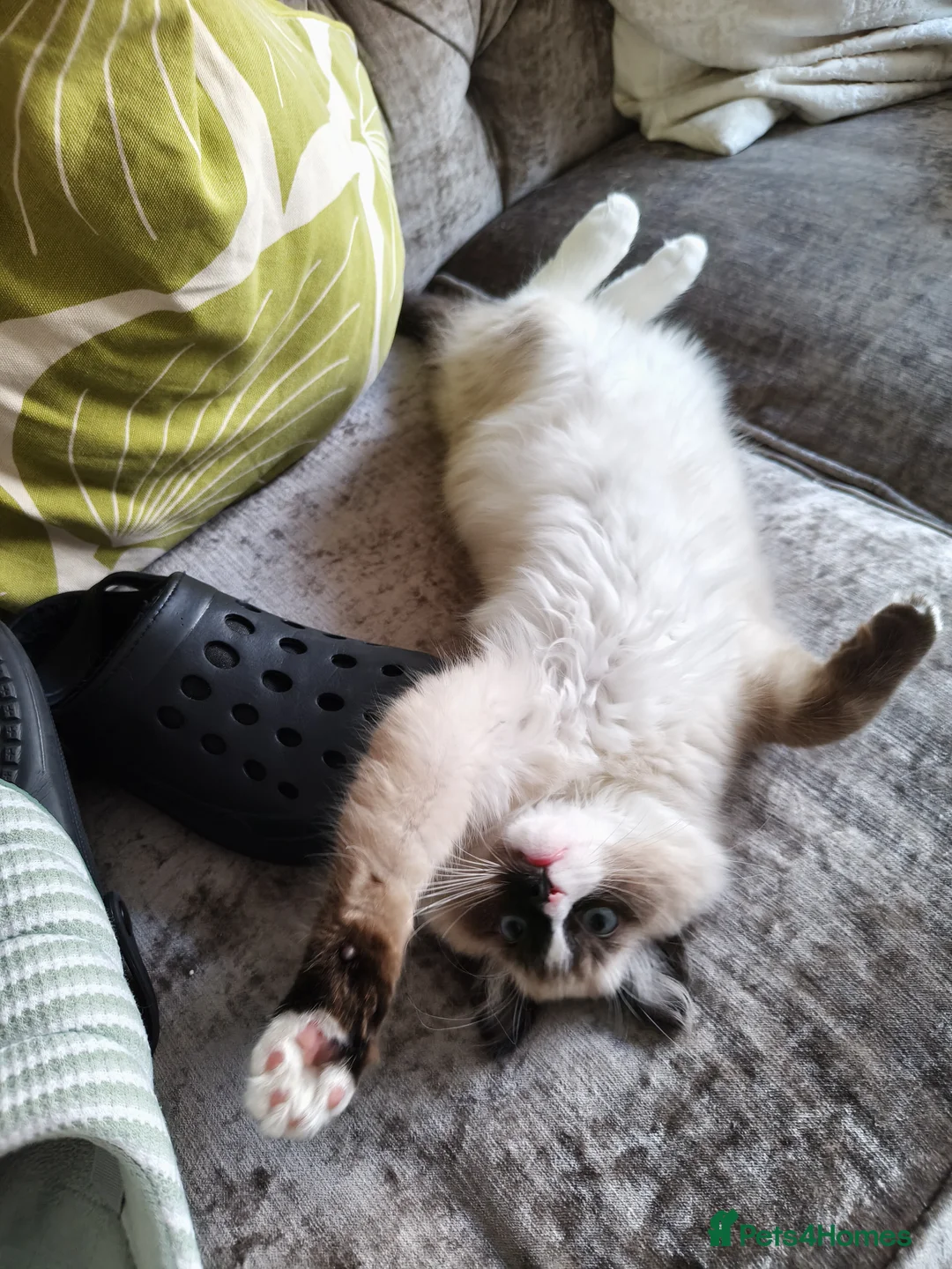 Ragdoll cats for sale: Stunning male Ragdoll  in Nottingham - Advert 2