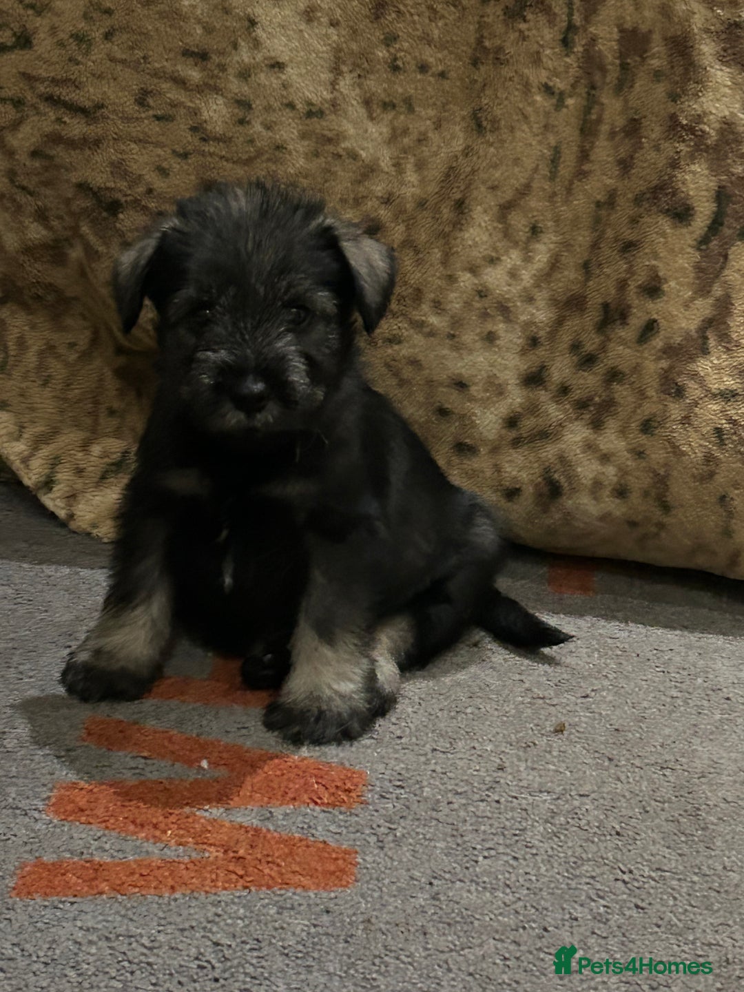 Schnauzer dogs for sale: KC reg health tested P/S standard schnauzers - Advert 7
