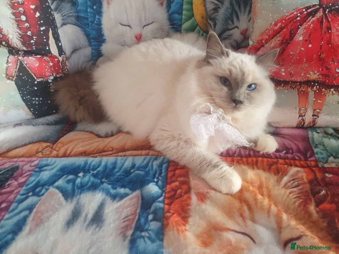 Ragdoll cats for sale: Mink & traditional Ragdolls - Advert 18