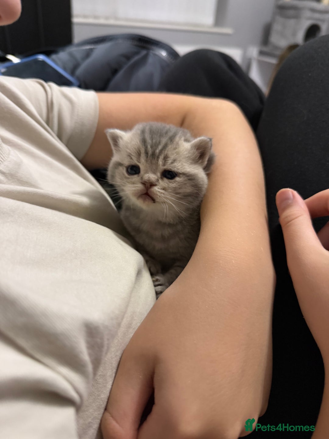 British Shorthair cats for sale: British short hair kittens  - Advert 21