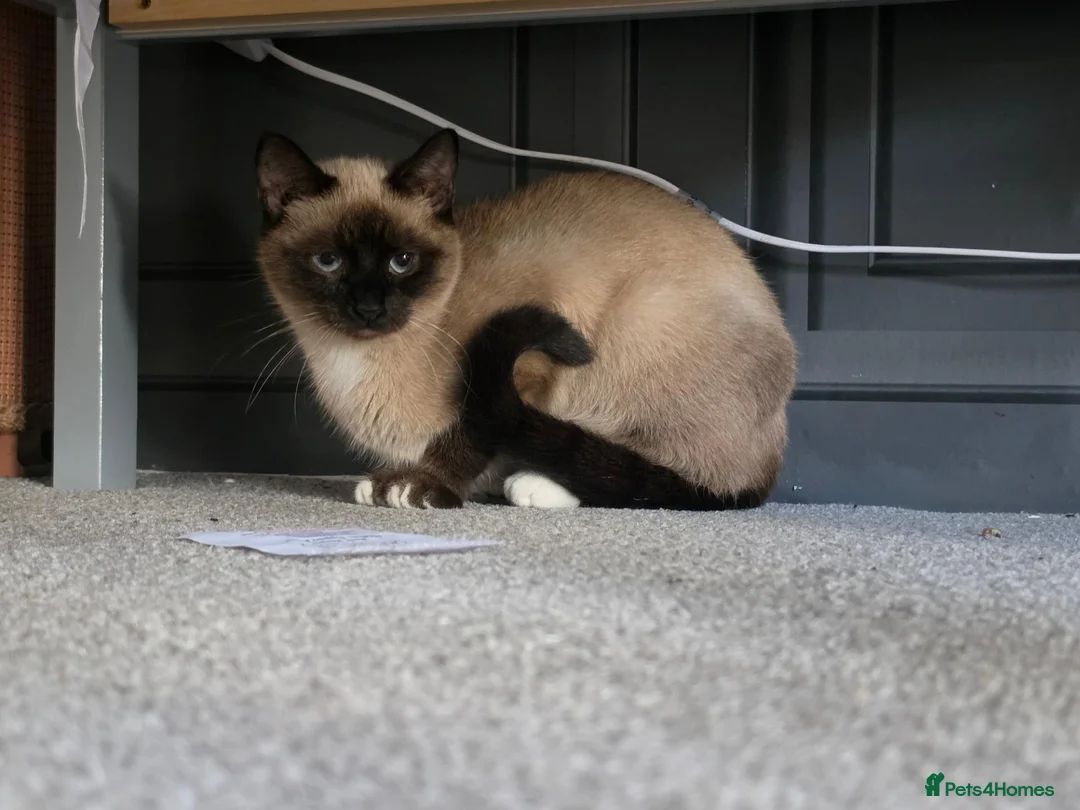 Siamese cats for sale: Siamese  - Advert 1