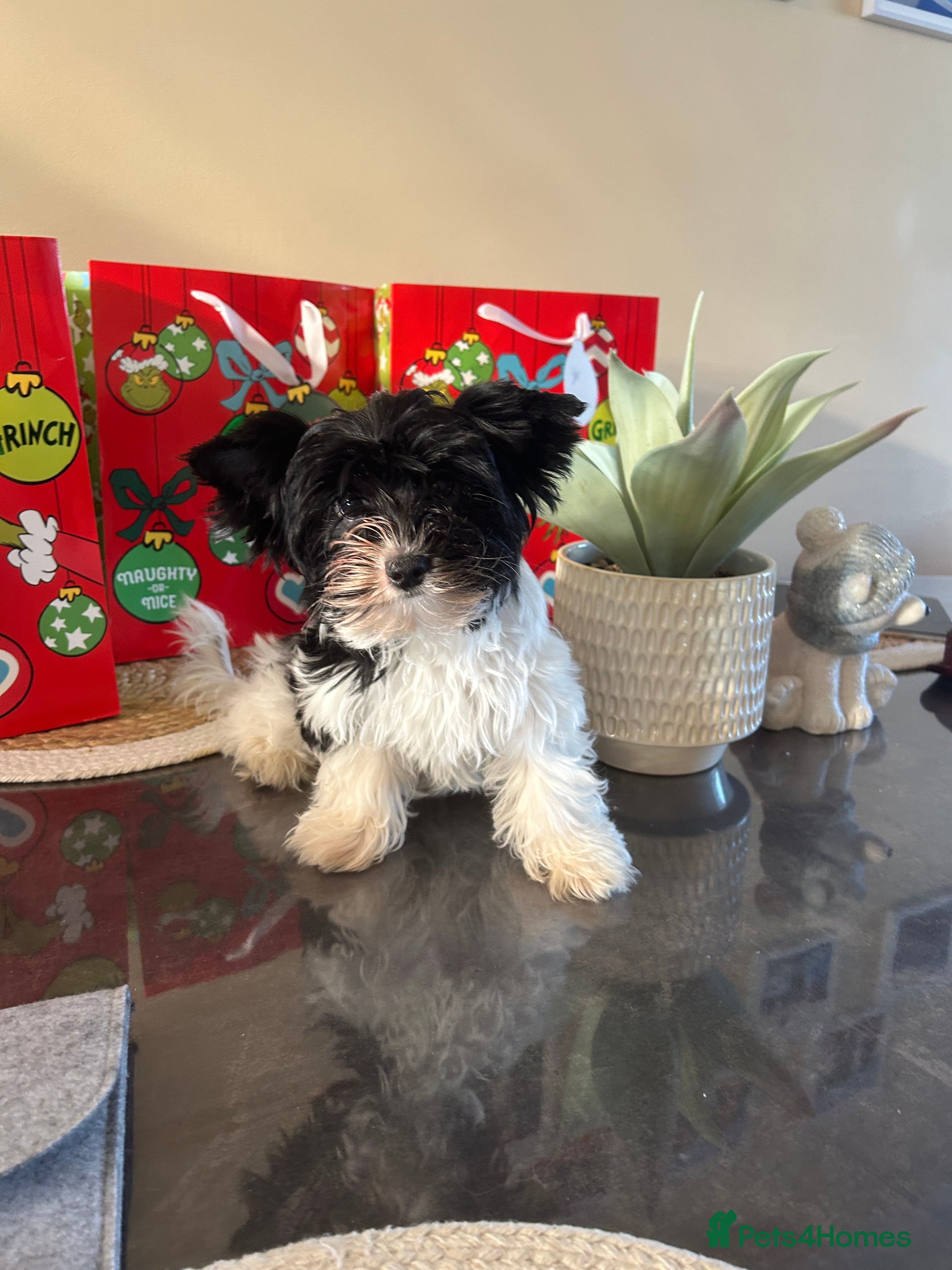 Yorkshire Terrier dogs Colourful Biewer Yorkshire terriers  - Advert 2