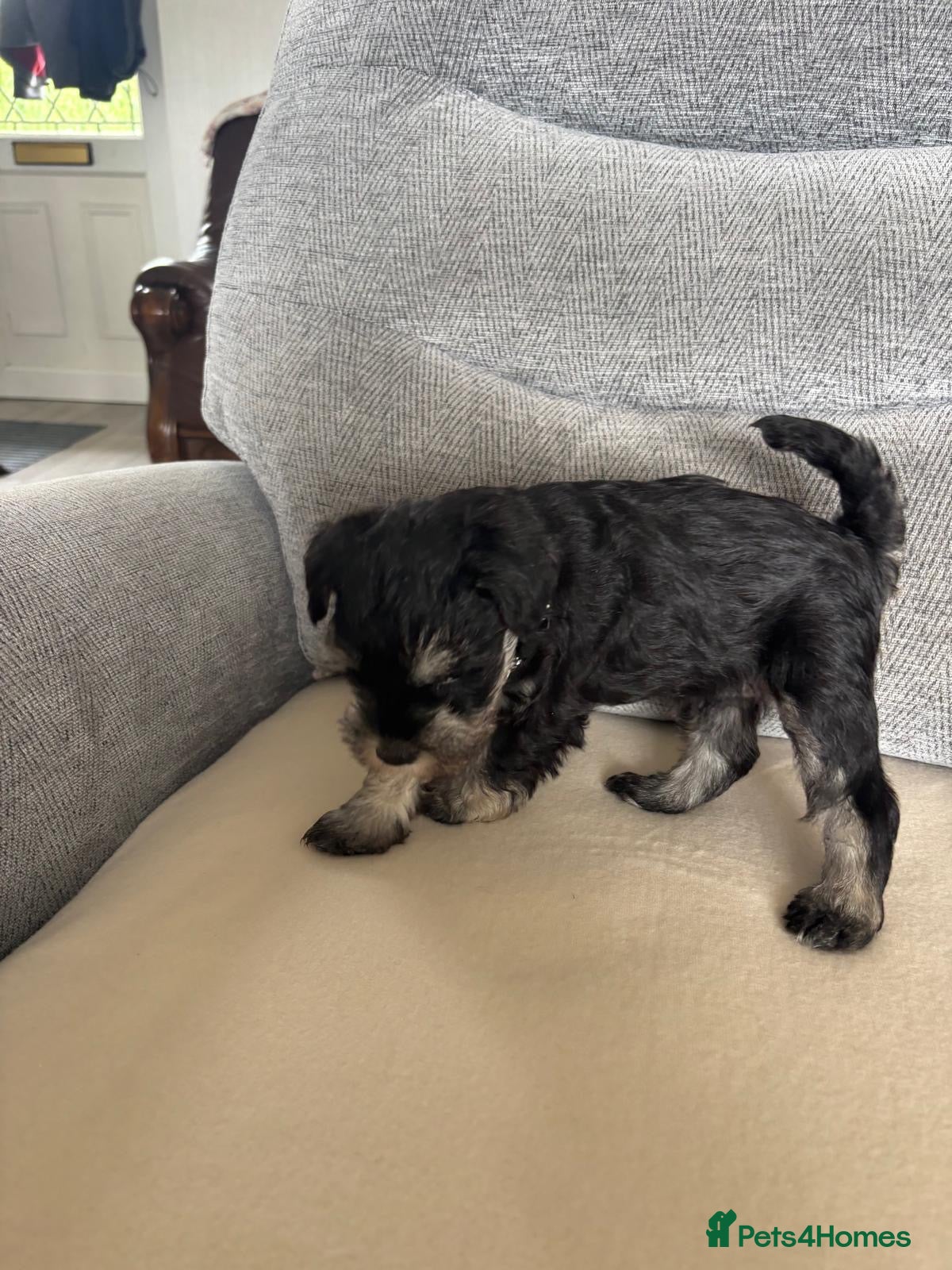 Miniature Schnauzer dogs for sale: Beautiful Miniature Schnauzers  - Advert 17