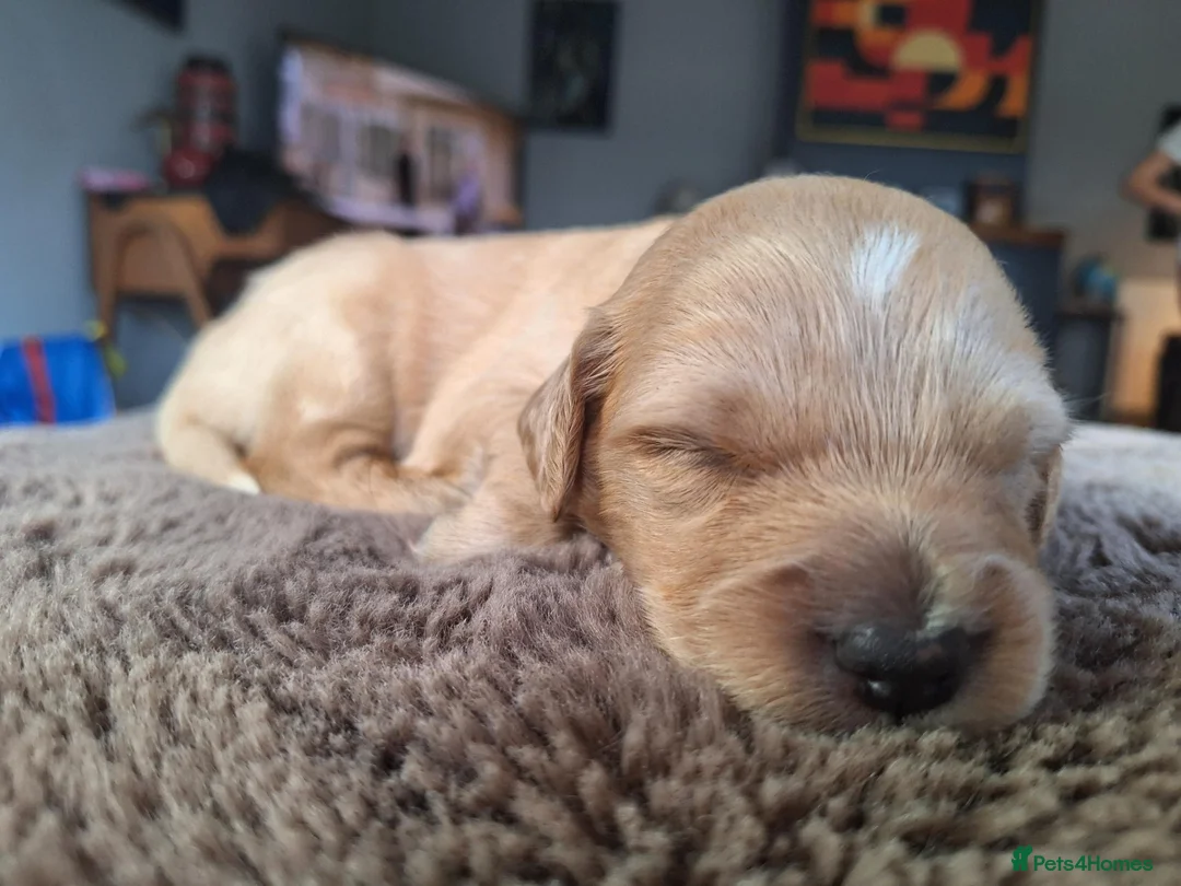 Mixed Breed dogs for sale: Gorgeous goldendoodles!! - Advert 12
