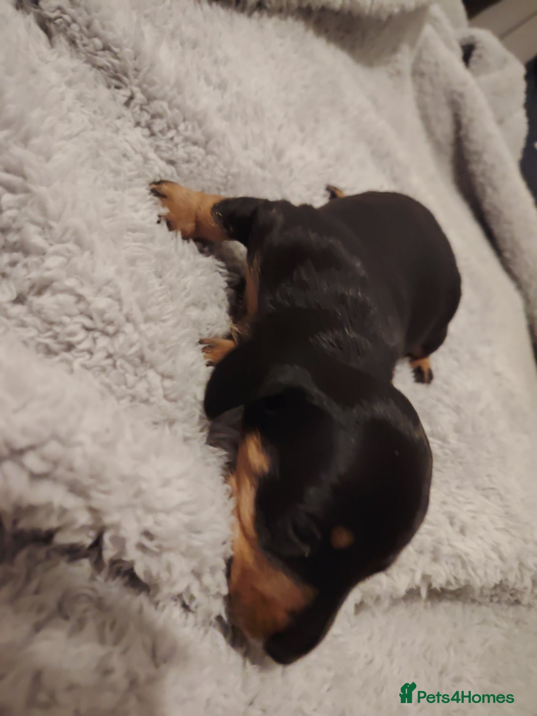Miniature Dachshund dogs for sale: Mini dachshund - Advert 9