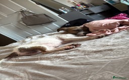 Mixed Breed dogs for sale: 6 month old boy looking for a forever home - Image 2
