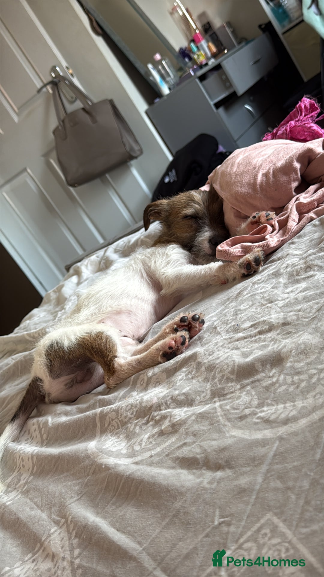 Mixed Breed dogs for sale: 6 month old boy looking for a forever home - Image 2