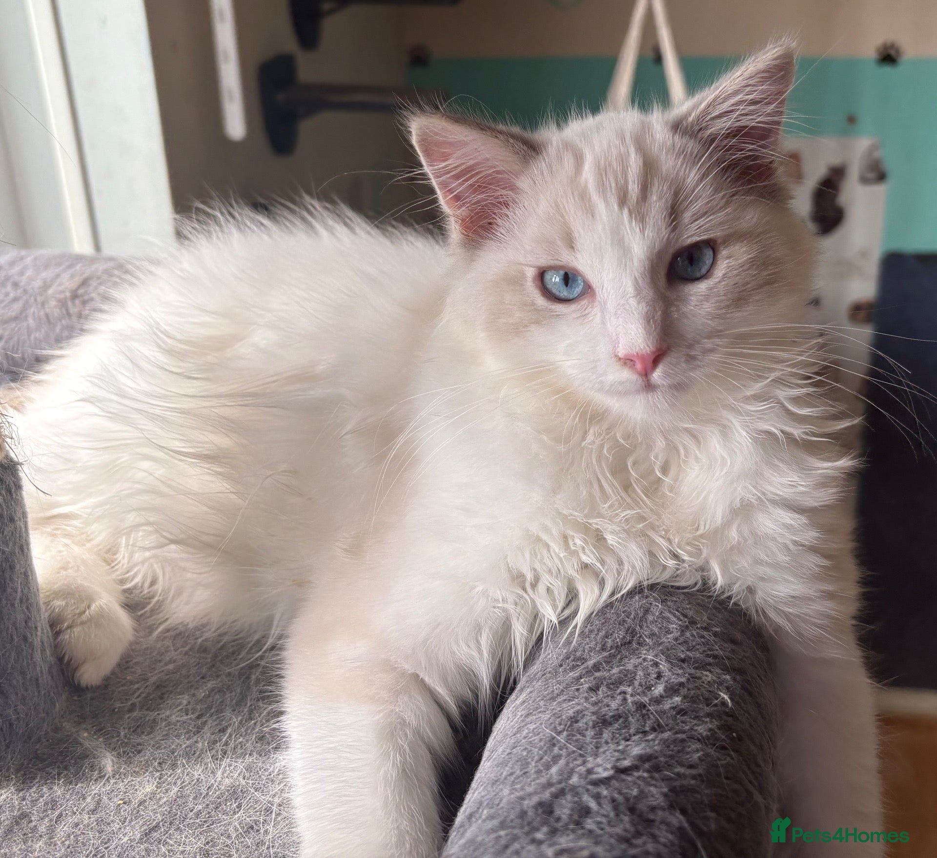 Ragdoll cats Ziggy is ready for a family💙🐾 - Advert 1