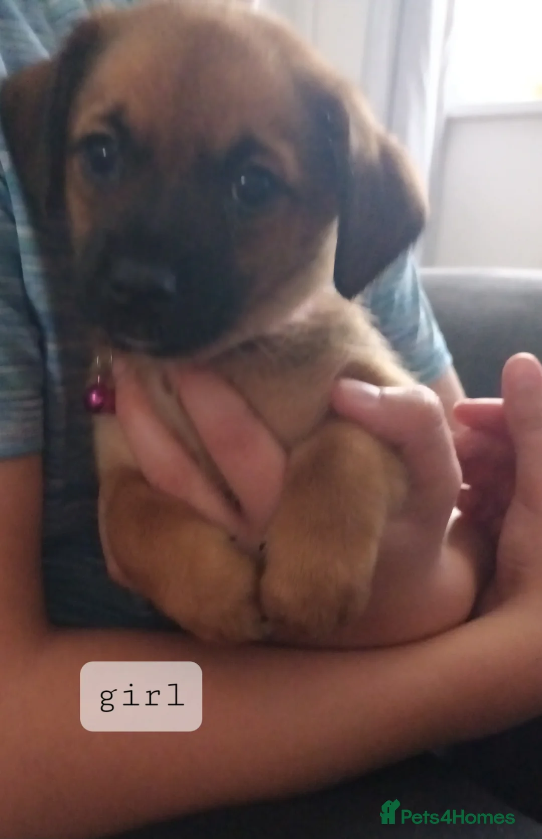 Mixed Breed dogs for sale: Shih tzu cross puppies in Durham - Advert 2