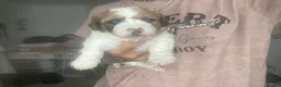 Mixed Breed dogs for sale: Shih-poo X Puppies - Advert 4
