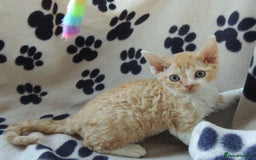 Devon Rex cats for sale: Beautiful Devon Rex Kittens - GCCF registered - Image 25