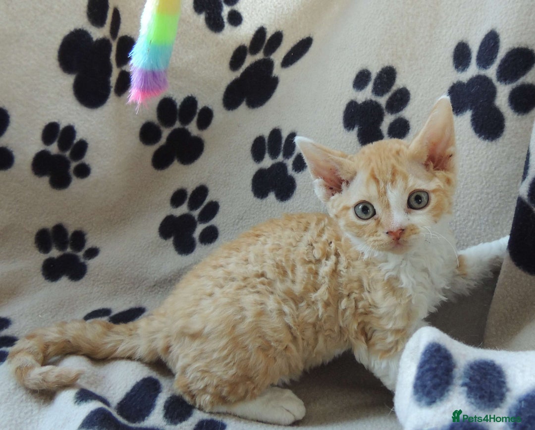 Devon Rex cats for sale: Beautiful Devon Rex Kittens - GCCF registered - Image 25