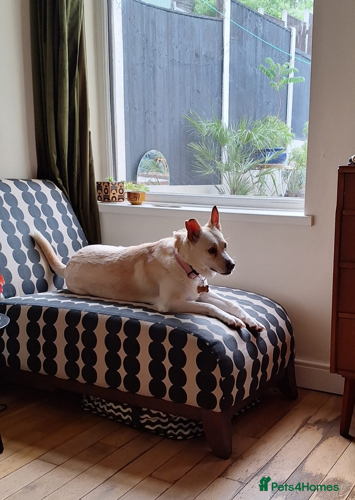 Mixed Breed dogs PANDORA – A Beautiful Soul for a Loving Home - Advert 2