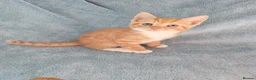 Mixed Breed cats for sale: GINGER BOYS VIDEOS - Advert 13