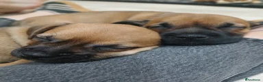 Mixed Breed 2
