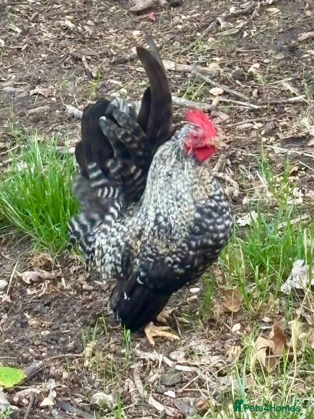 Gallery Image {{count}}