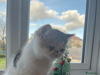 Exotic cats Exotic kittens - Advert 3