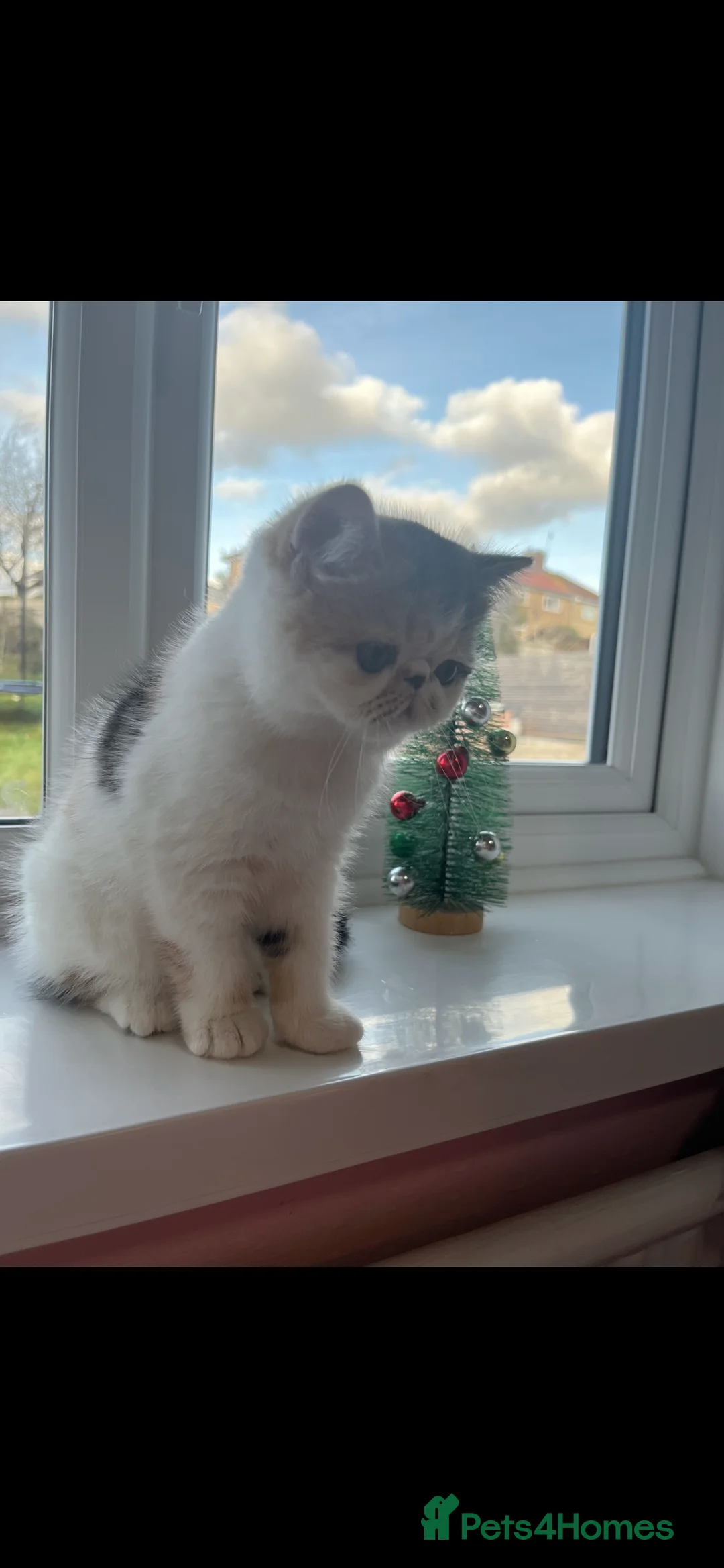 Exotic cats for sale: Exotic kittens  - Advert 7