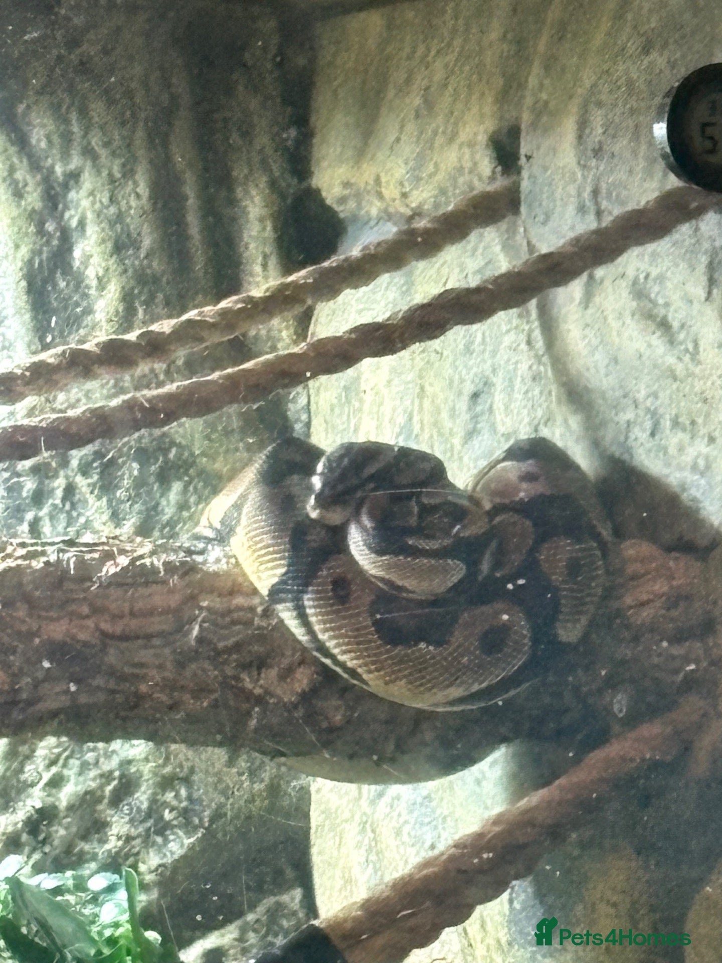 Python Snake reptiles Pastel ball python - Advert 1