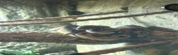 Python Snake reptiles for sale: Pastel ball python in Wigan - Advert 1