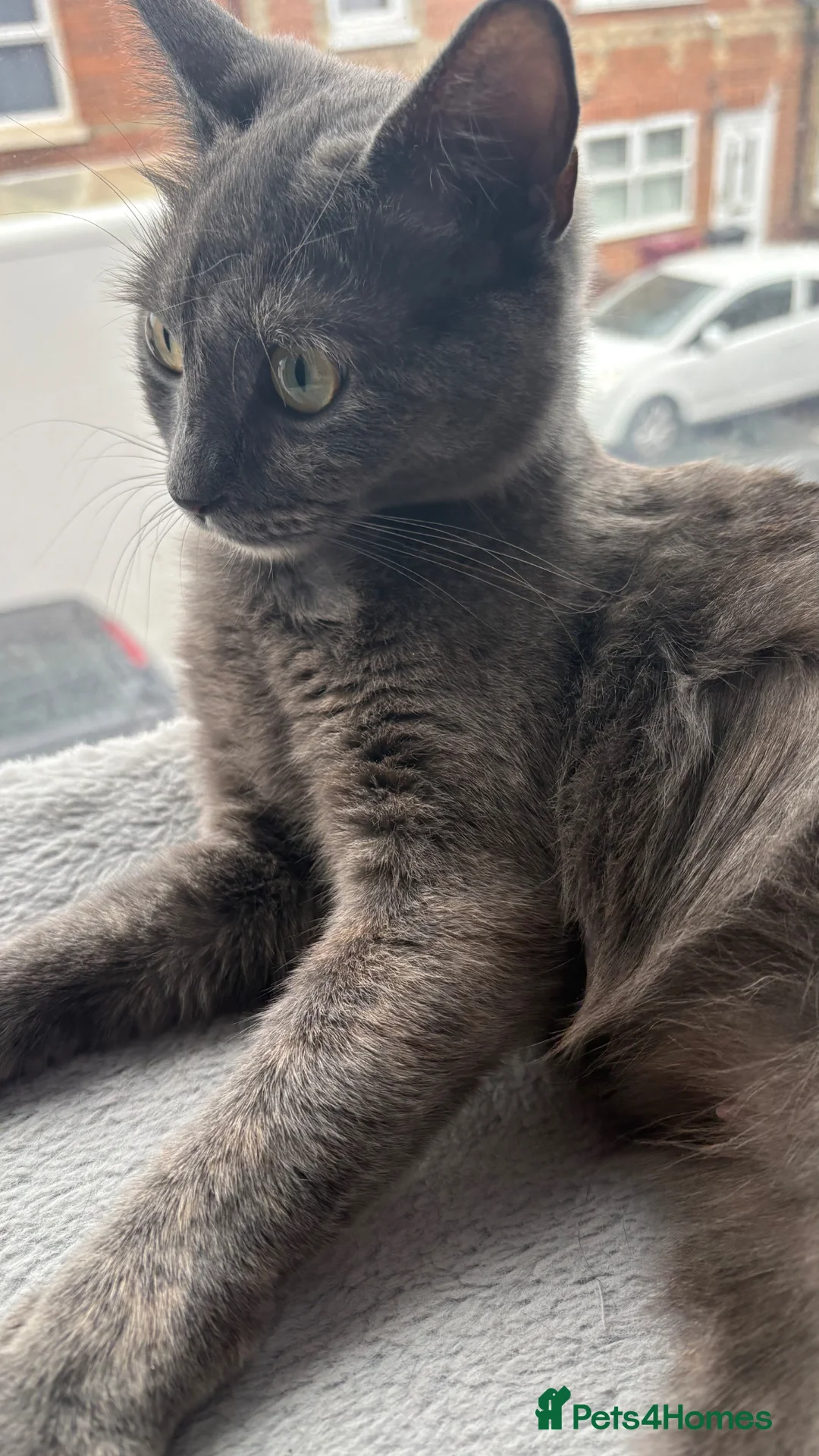 Mixed Breed cats for sale: Beautiful Female Cat Looking for a Loving Home 🐾 - Advert 2