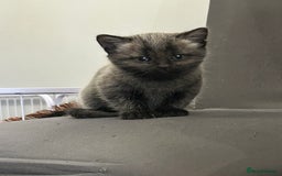 Siamese cats for sale: Siamese cross  - Image 9