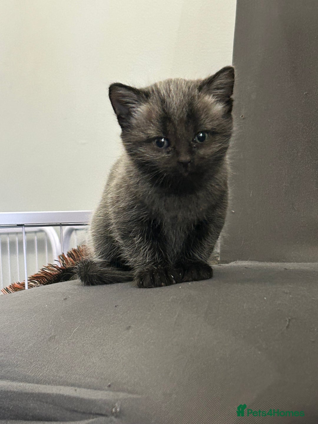 Siamese cats for sale: Siamese cross  - Image 9