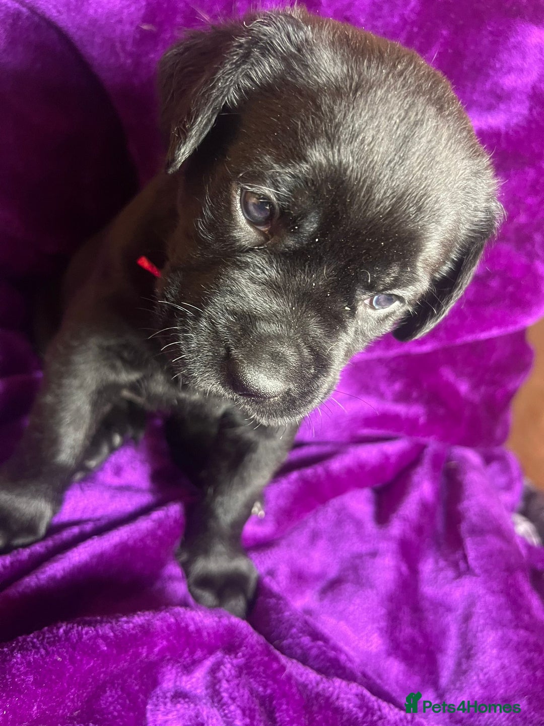 Mixed Breed dogs for sale: Cane Corso × Rottweiler/Bordeaux Puppies All Girls - Image 8