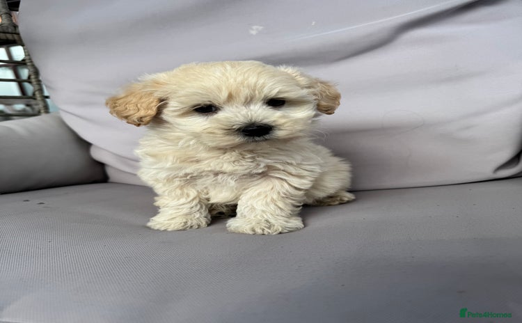 Maltipoo dogs - Advert 4