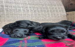 Flat coated Retriever dogs for sale: *2 Males* KC from working health tested parents - Image 10