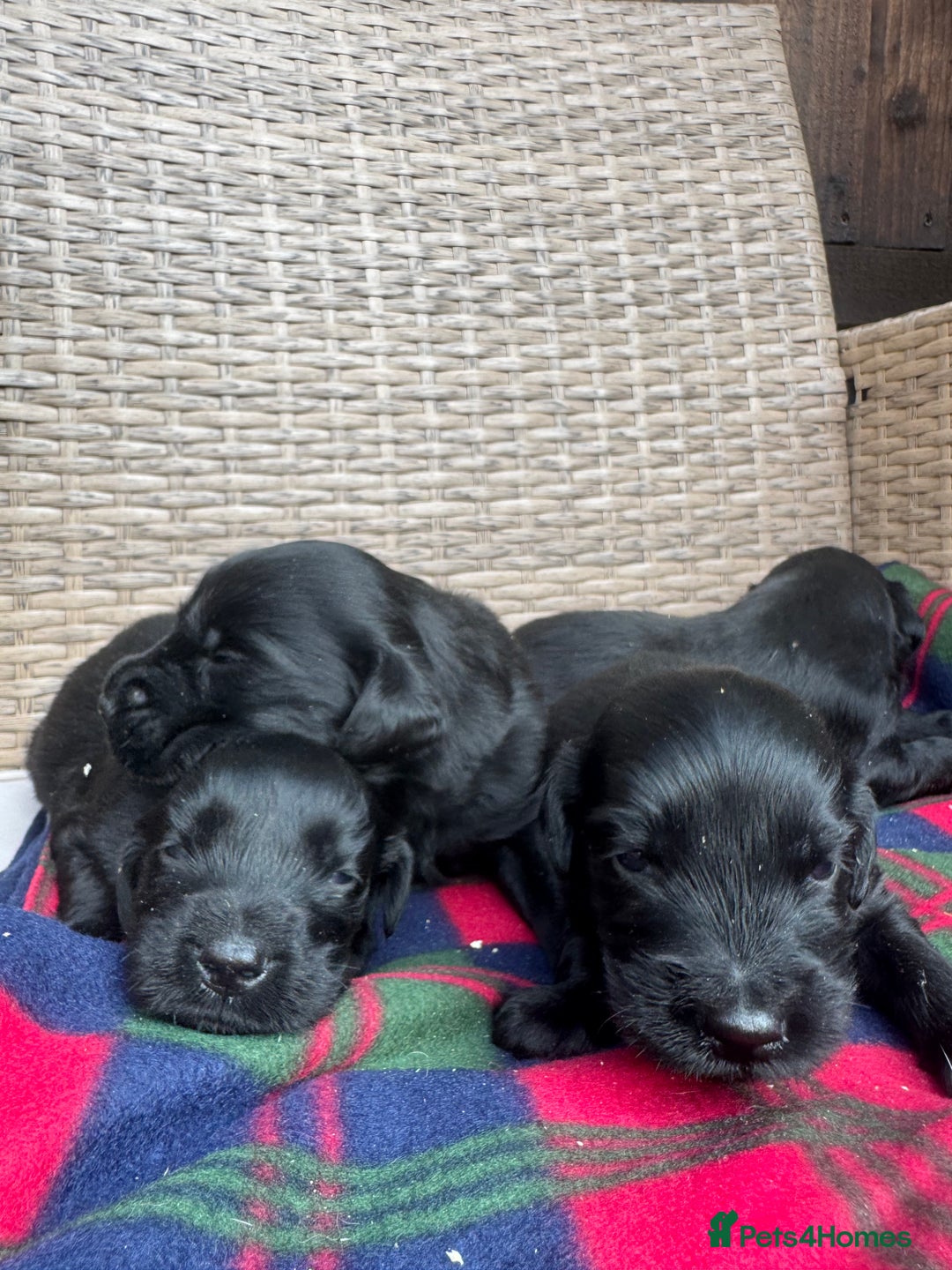 Flat coated Retriever dogs for sale: *2 Males* KC from working health tested parents - Image 10