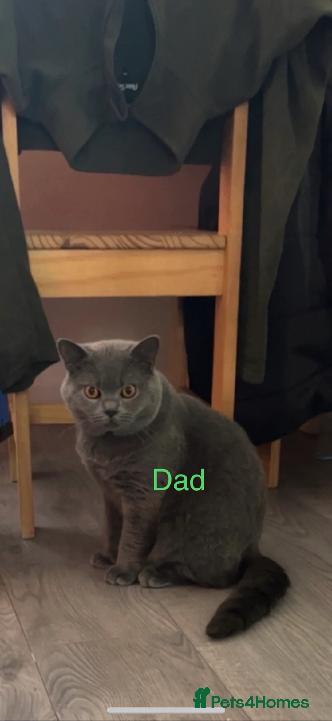 British Shorthair cats for sale: British shorthair/longhair - Advert 2